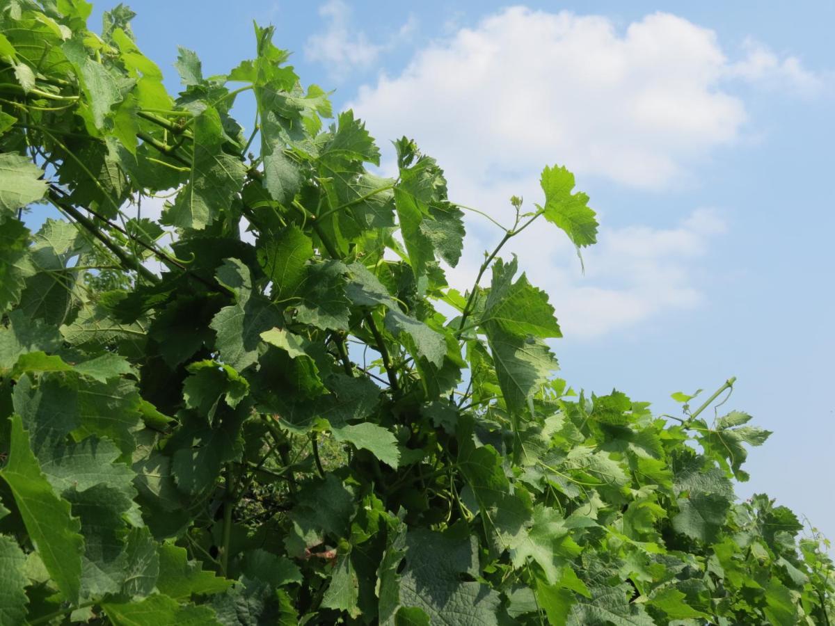 Agriturismo Marco 贝尔加莫 外观 照片