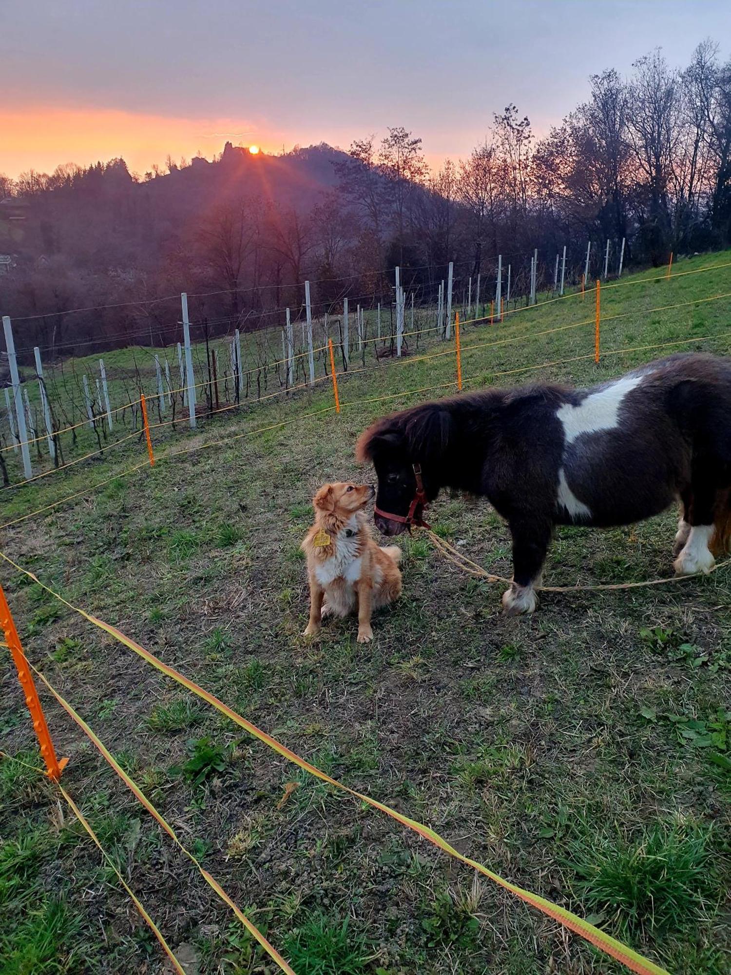 Agriturismo Marco 贝尔加莫 外观 照片