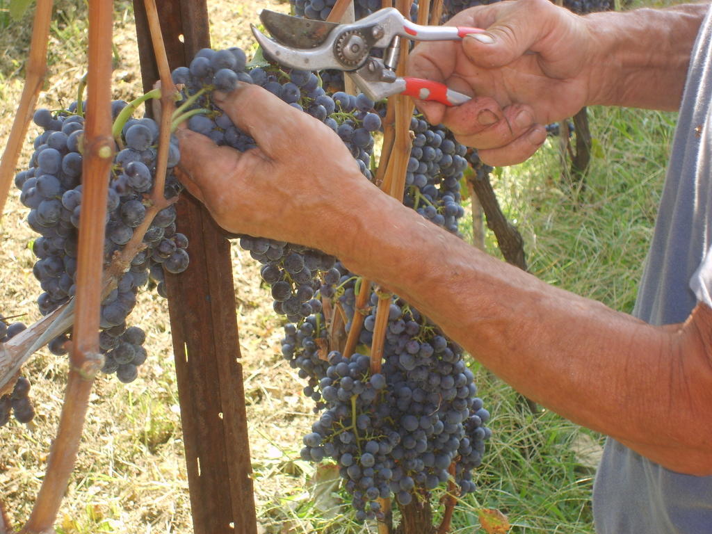 Agriturismo Marco 贝尔加莫 外观 照片